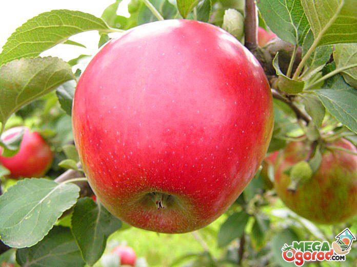 Преимущества сорта яблони Северный синап, особенности, посадка и уход